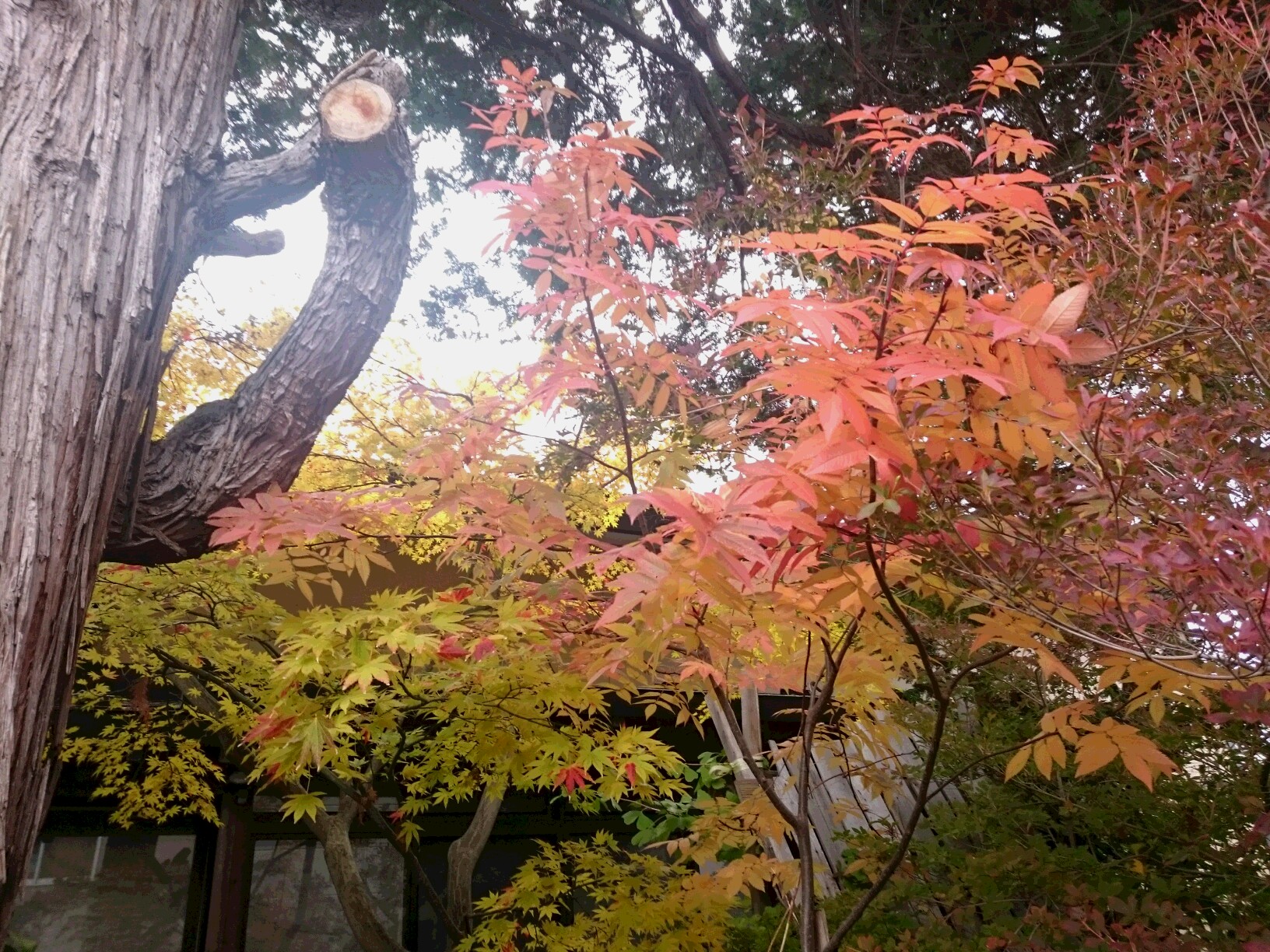 津軽　草木染　糸